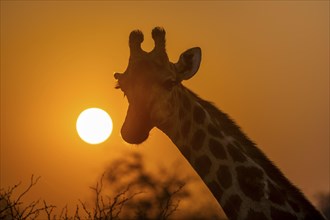 Southern giraffe (Giraffa giraffa giraffa) backlit in front of the sun at sunset, animal portrait,