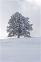 European beech, Fagus sylvatica, in winter, solitary tree near Rieden am Forggensee, Ostallgaeu,