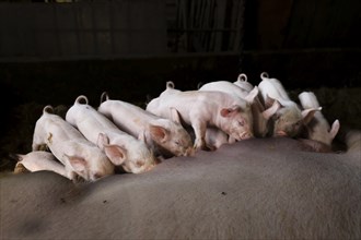 A group of piglets suckling with their mother in a barn