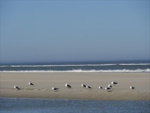 Seagulls resting on the sandy beach while gentle waves touch the shore under a bright blue sky,