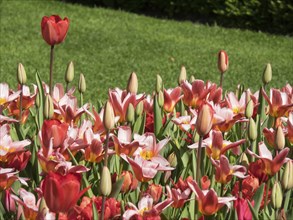 A field full of intense red and pink tulips, some still in bud, shining against a green background,