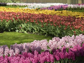 Flower garden with rows of colourful hyacinths and green plants in a cheerful spring atmosphere,
