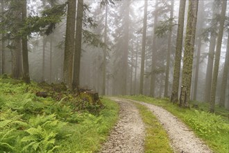 A misty gravel path winds through a dense forest with green vegetation, hiking trail in the