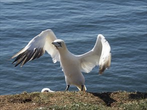 Bird at the moment of take-off with spread wings in front of the sea, Heligoland, Germany, Europe