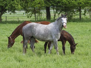 Grey horse and two brown foals stand and graze on a green pasture, surrounded by trees, horses and