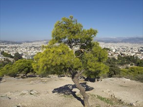 Single tree on a hill overlooking the city, Ancient buildings with columns and trees on the