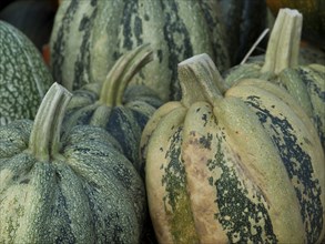 Large green-grey striped pumpkins with different patterns, many colourful pumpkins for decoration