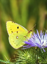 Clouded Yellow, Colias croceus, butterfly, Albania, Europe