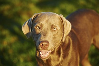 Labrador Retriever on a meadow in autumn, Germany, Europe