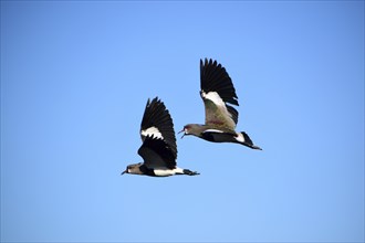 Two southern lapwings (Vanellus chilensis) in flight, Buenos Aires, Argentina, South America