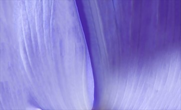 Close-up of a purple flower petal showing its delicate texture and gradient color