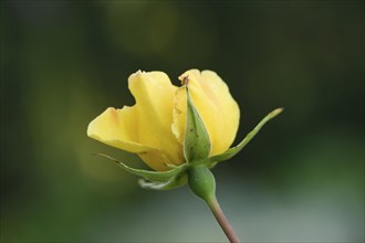 Close-up of a yellow garden rose blossom in a garden in early summer