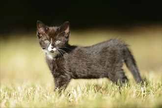 Close-up of a black domestic cat (Felis silvestris catus) kitten on a meadow