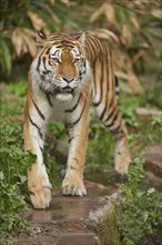 Close-up of a Siberian tiger (Panthera tigris altaica) in a forest, captive