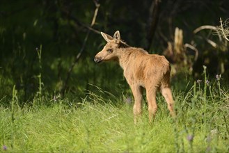 Close-up of a Eurasian elk (Alces alces) youngster in a forest in early summer, Bavarian Forest