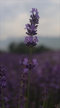 Close-up of a lavender flower against a blurred purple field