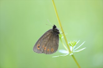 Close-up of an Arran Brown (Erebia ligea) sitting in a meadow in spring