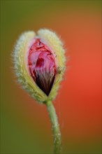 Close-up of a blossom bud from a Corn poppy (Papaver rhoeas) in summer