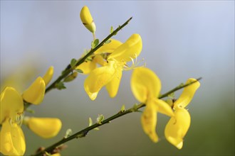 Close-op of German Greenweed (Genista germanica) blossoms in spring
