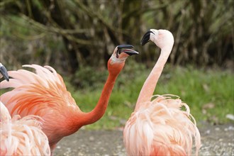 Close-up of a Greater Flamingo (Phoenicopterus roseus) in a zoo in spring