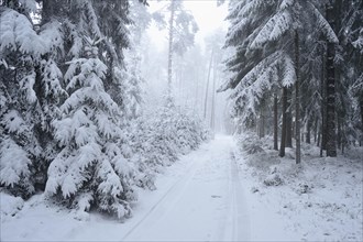Landscape of a forest with Norway Spruces (Picea abies) in winter, Germany, Europe