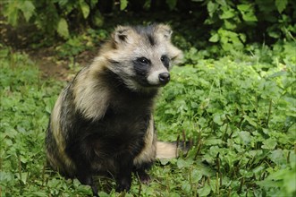 Raccoon dog (Nyctereutes procyonoides) in a natural vegetation, captive