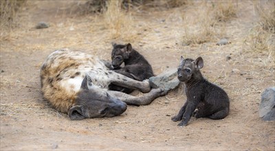 Spotted hyenas (Crocuta crocuta), adult female with ju, lying down, suckling her young, Kruger