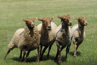 Sheep flock (Ovis aries) running on a meadow, Germany, Europe