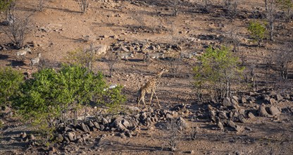 Angolan giraffe (Giraffa giraffa angolensis), from above, Hobatere Concession, Namibia, Africa