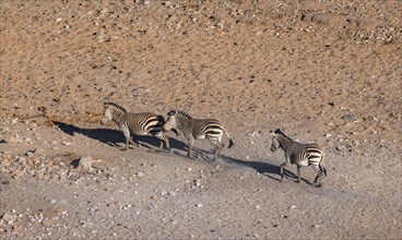 Three hartmann's mountain zebras (Equus zebra hartmannae) in the sand, from above, Hobatere
