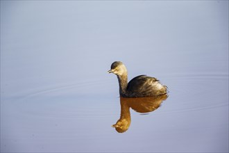 Least grebe (Tachybaptus dominicus) Pantanal Brazil