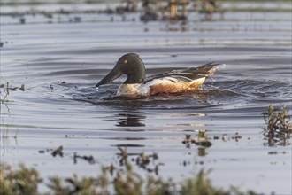 Northern shoveler (Spatula clypeata) bathing, Lower Saxony, Germany, Europe