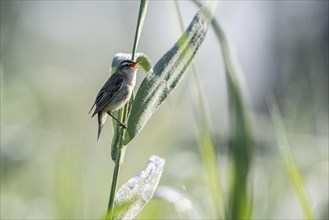 Sedge warbler (Acrocephalus schoenobaenus), Lower Saxony, Germany, Europe