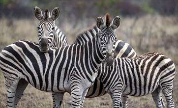 Plains zebras (Equus quagga), two adults with young, Kruger National Park, South Africa, Africa