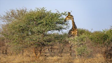 Southern giraffe (Giraffa giraffa giraffa), eating leaves of an acacia tree, in the evening light,