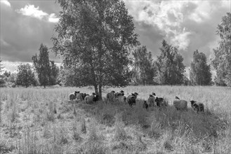 Heidschnucken grazing a nature reserve, Schwerin, Mecklenburg-Western Pomerania, Germany, Europe