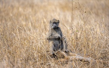 Chacma baboon (Papio ursinus) in dry grass, looking for food, Kruger National Park, South Africa,