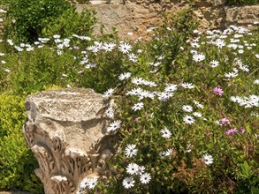 A rustic garden with stone flower boxes and many white flowers in front of an old stone wall, Tunis