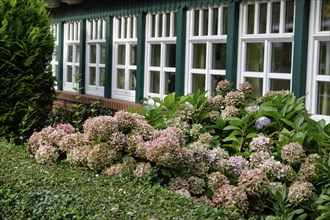 A house with many windows and a lush garden full of blooming flowers, cosy atmosphere, Spiekeroog,