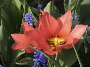 Close-up of a red tulip surrounded by green leaves and blue hyacinths in the garden in spring, many