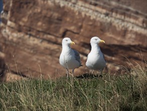 Two seagulls standing on grassy rock with cliff in the background, island Helgoland in the North