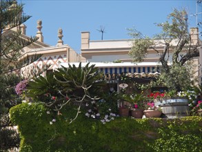 Roof terrace with lush plants and blooming flowers under a clear blue sky, palermo in sicily with