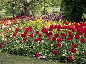 A picturesque flower bed with colourful flower-bed and tulips in full bloom in a park, London,