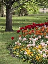 Different colours of tulips blooming under a large tree in a quiet park area, London, England,