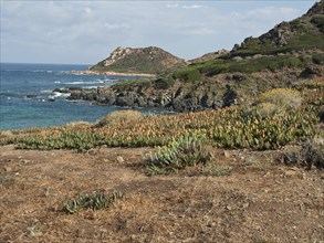 A rocky coast with green plants and blue sky, Corsica, Ajaccio, France, Europe