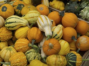 A variety of colourful patterned ornamental pumpkins in different sizes and colours, many colourful