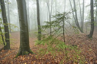 Landscape of a foggy forest with a young Norway spruce (Picea abies) between European beech (Fagus