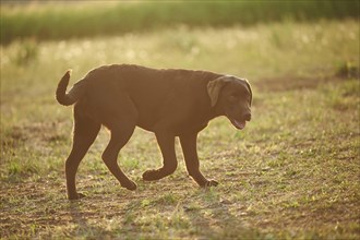 Close-up of a Labrador Retriever on a meadow in late summer