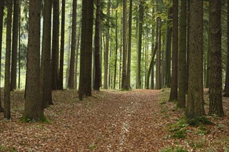A new little trail goning through the forest in autumn, Bavaria, Germany, Europe