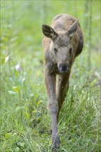 Close-up of a Eurasian elk (Alces alces) youngster in a forest in early summer, Bavarian Forest